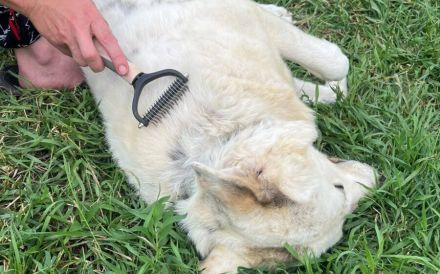 Wuschelhund Julius bereit für eigenes Zuhause