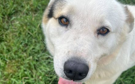 Wuschelhund Julius bereit für eigenes Zuhause