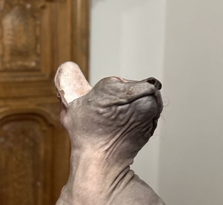 Don Sphynx Kätzchen