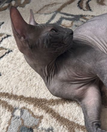 Don Sphynx Kätzchen