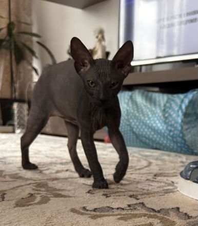 Don Sphynx Kätzchen