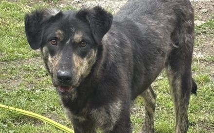 Mut gesucht: Der schüchterne Denzel braucht einfühlsame Begleiter