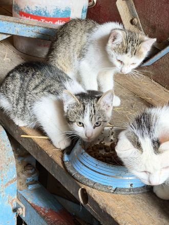 Katzenkinder vom Bauernhof 12 Wochen alt