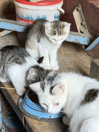 Katzenkinder vom Bauernhof 12 Wochen alt