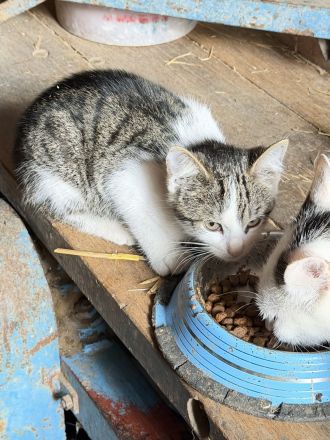 Katzenkinder vom Bauernhof 12 Wochen alt