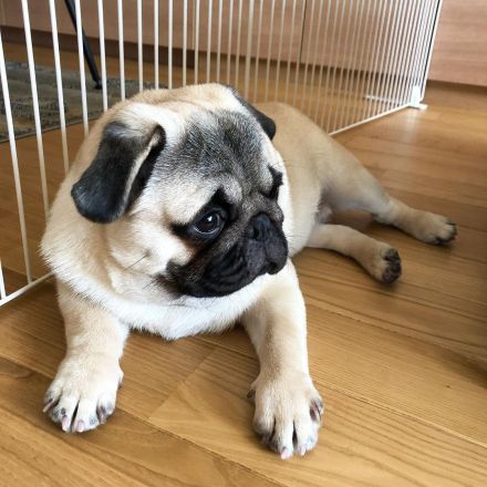 Liebevolles Zuhause gesucht