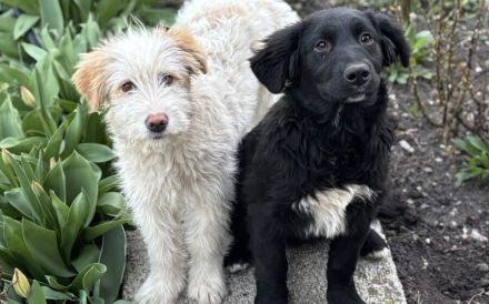 Lebenslustig & sanft: Wer zeigt unserer Josie das große Hunde-Abenteuer