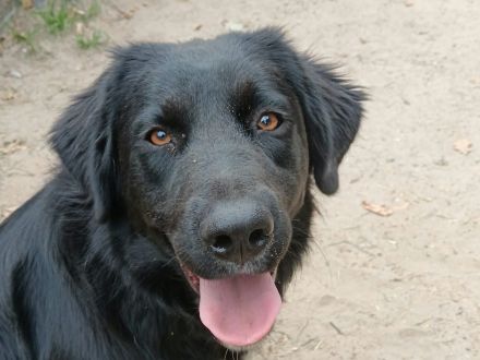 Lebenslustig & sanft: Wer zeigt unserer Josie das große Hunde-Abenteuer