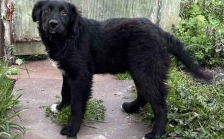 Lebenslustig & sanft: Wer zeigt unserer Josie das große Hunde-Abenteuer