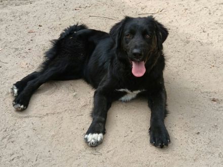 Lebenslustig & sanft: Wer zeigt unserer Josie das große Hunde-Abenteuer
