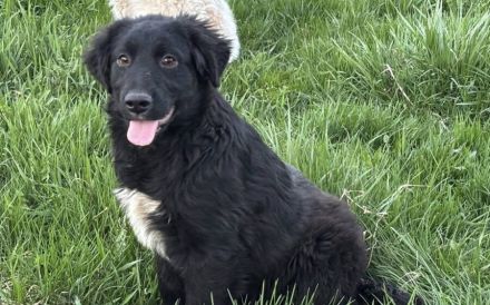 Lebenslustig & sanft: Wer zeigt unserer Josie das große Hunde-Abenteuer