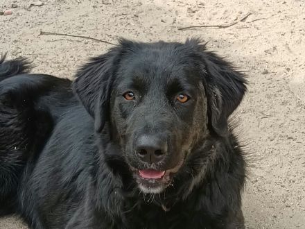 Lebenslustig & sanft: Wer zeigt unserer Josie das große Hunde-Abenteuer