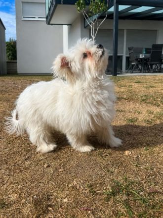 Yokshier Terrier / Zwergspitz