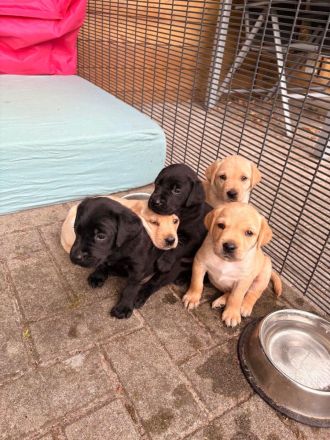 Labrador Mix Welpen