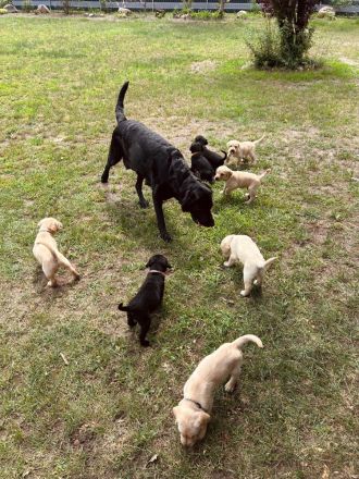 Labrador Mix Welpen