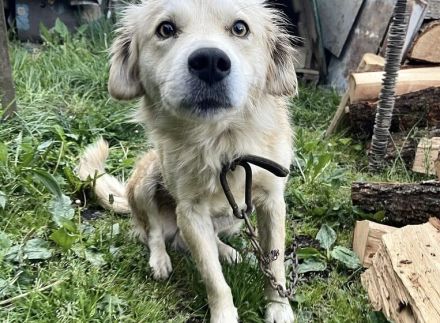 Strubbeliger Charmeur Coby sucht ein liebevolles Zuhause