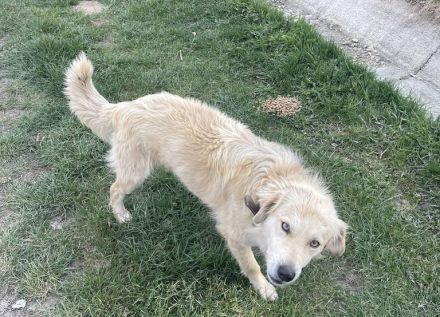 Strubbeliger Charmeur Coby sucht ein liebevolles Zuhause