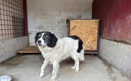 Flauschige schüchterne Hundedame Gräschen sucht Zuhause