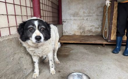 Flauschige schüchterne Hundedame Gräschen sucht Zuhause