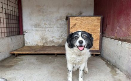 Flauschige schüchterne Hundedame Gräschen sucht Zuhause
