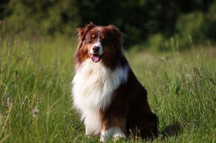 Australian Shepherd Welpen