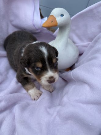 Australian Shepherd Welpen