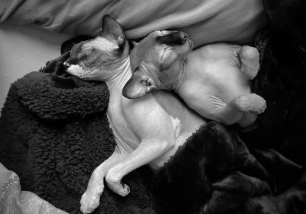 Kater Karlchen (5, Sphynx) sucht neuen Buddy für‘s Leben