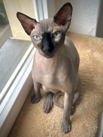 Kater Karlchen (5, Sphynx) sucht neuen Buddy für‘s Leben