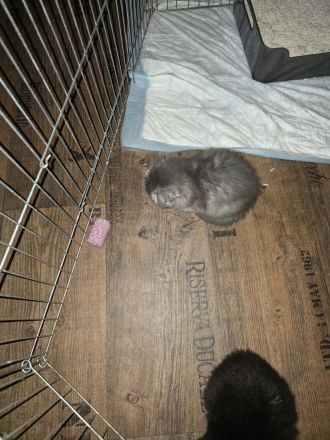 Kleiner grauer Kater sucht noch sein Zuhause