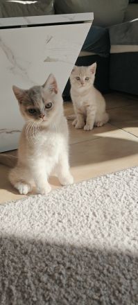 BKH Kitten Reinrassig