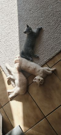 BKH Kitten Reinrassig