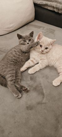 BKH Kitten Reinrassig