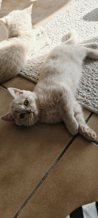 BKH Kitten Reinrassig
