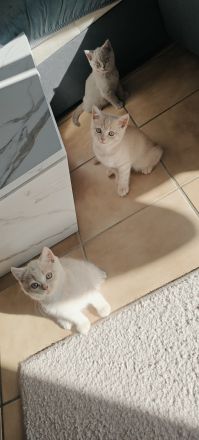 BKH Kitten Reinrassig