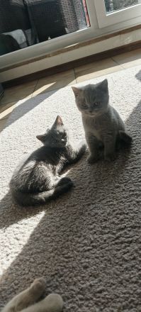 BKH Kitten Reinrassig