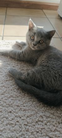 BKH Kitten Reinrassig
