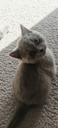 BKH Kitten Reinrassig