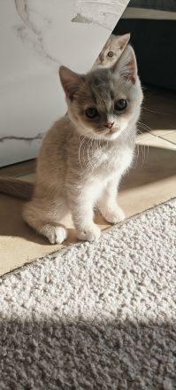 BKH Kitten Reinrassig