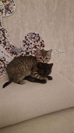 Noch 4 Bkh Kitten Verfügbar! 3x Tiger, 1x schwarz