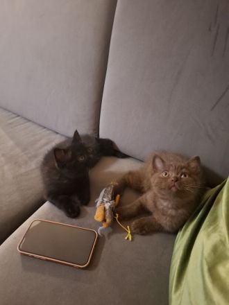 Noch 3 Bkh Kitten Verfügbar! Choko, beige und schwarz