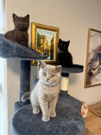 Noch 3 Bkh Kitten Verfügbar! Choko, beige und schwarz