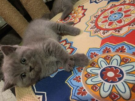 British katze BSH