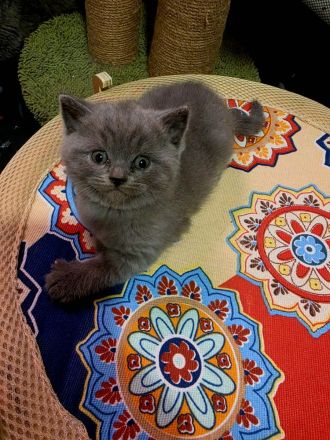 British katze BSH