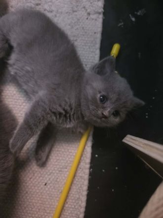 British katze BSH