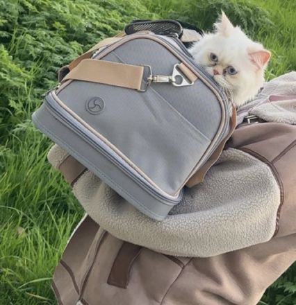 Junge Perser Katze (1 Jahr 2 Monate) sucht liebevolles Zuhause