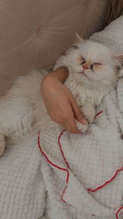 Junge Perser Katze (1 Jahr 2 Monate) sucht liebevolles Zuhause
