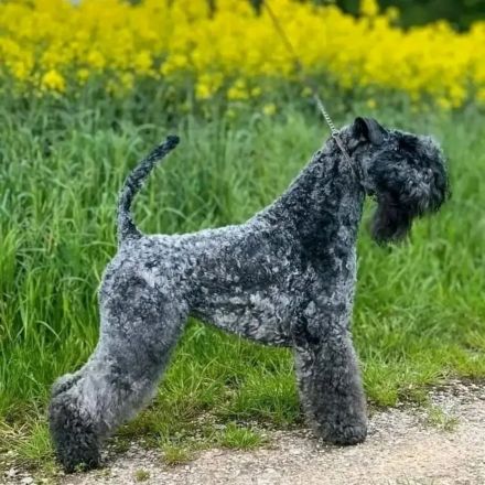 Kerry Blue Terrier  Welpen