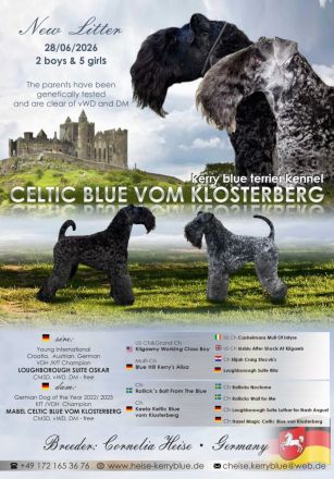 Kerry Blue Terrier  Welpen