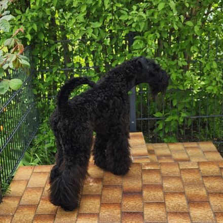 Kerry Blue Terrier  Welpen