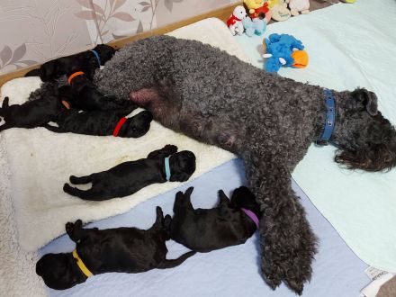 Kerry Blue Terrier  Welpen